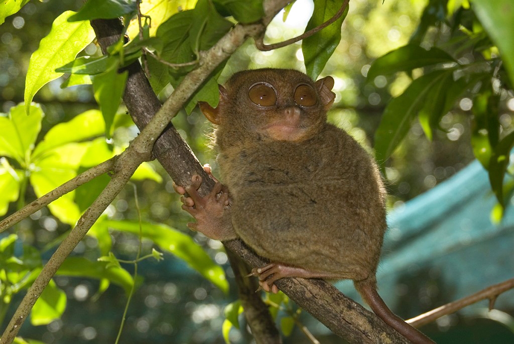 Bush Baby Bohol_PHI4188.jpg - Philippine Tarsier (Tarsius syrichta), Philippine Tarsier Foundation, Bohol The Philippines 2008